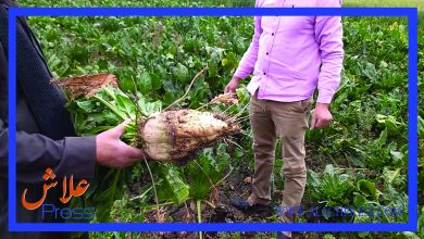 صورة توقعات إرتفاع منتوج الشمندر السكري بجهة الأطلس خلال هذا الموسم الحالي ب 700 ألف طن وبنسبة 70 طن للهكتار .