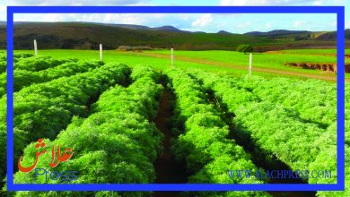 صورة الشيبة .. النبتة الخضراء الغامضة المنافع والمضار