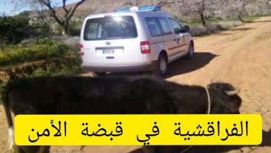 صورة بالفيديو .. القبض على أخطر عصابة سرقة المواشي الفراقشية