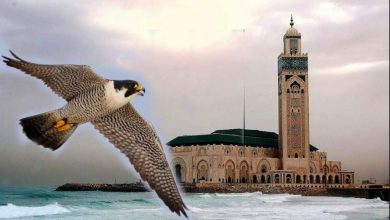 صورة نجاح أول حضنة من صقور الشاهين في مسجد الحسن الثاني من اجل مكافحة تكاثر الحمام