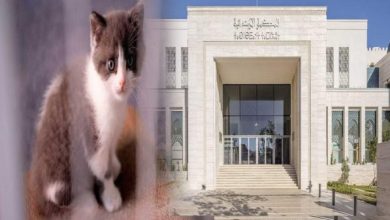 صورة الحكم على قاتل قطة بالحبس النافذ…لأول مرة بالمغرب