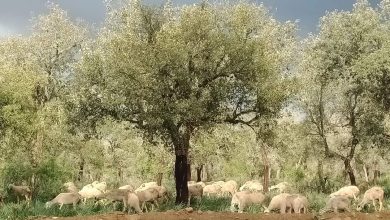 صورة البنك الدولي: الغابات والنظم البيئية الأرضية