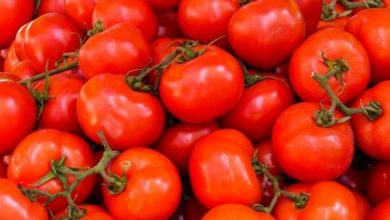 صورة “خروقات واختلالات” تساهم في غلاء الطماطم داخليا