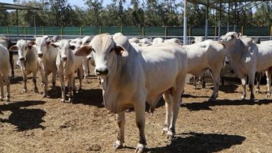 صورة أخصائيون يقدمون معطيات جديدة حول الأبقار البرازيلية المثيرة للجدل