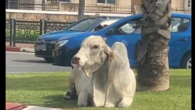 صورة ظهور جاموس برازيلي يتجول بشوارع الرباط يثير جدلا واسعا