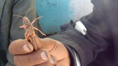 صورة -“جراد عابر”، يجتاح مناطق بسطات ويخاف خسائر مادية