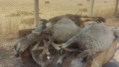 صورة صــــادم.. كلاب ضالة تهاجم قطيعا من الأغنام وتكبد صاحبها خسائر كبيرة بجماعة عين التيزغة