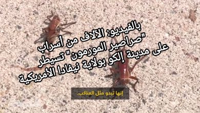 صورة بالفيديو: الآلاف من أسراب “صراصير المورمون” تسيطر  على مدينة إلكو بولاية نيفادا الأمريكية