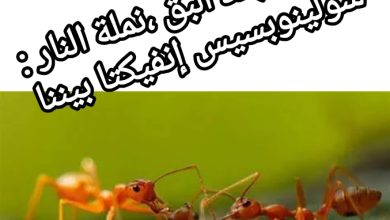 صورة أوروبا : بعد البق ،نملة النار : سولينوبسيس إنفيكتا بيننا
