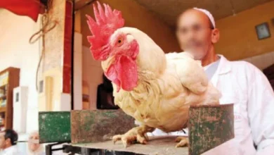 صورة أسعار الدجاج تعود للارتفاع في الأسواق المغربية
