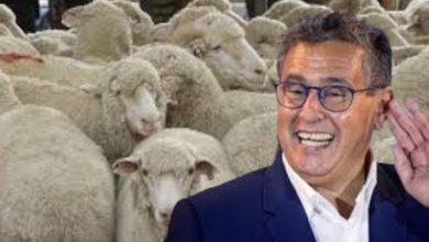 صورة الشركات الفلاحيةالعملاقة تحتكر استيراد الاغنام والمقاولات الناشئة تتساءل!؟