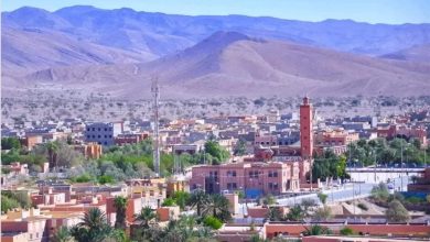 صورة إقليم طاطا ينتعش فلاحيا بالزراعات البديلة بعد منع الزراعات المستنزفة للماء