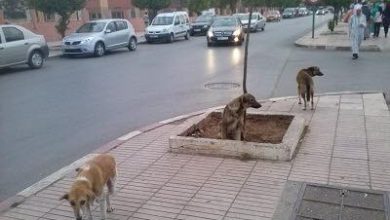 صورة بنسليمان… الكلاب الضالة تغضب سكان المدينة