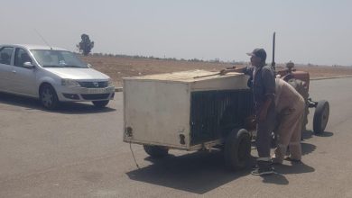 صورة جماعة بنسليمان تباشر حملة لجمع الكلاب الضالة من الشوارع و أحياء المدينة