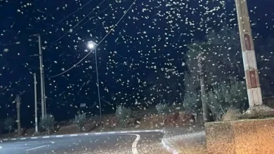 صورة بلاغ وزارة الداخلية… المغرب يعلن التأهب لمواجهة أسراب الجراد جنوب شرق المملكة