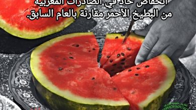 صورة انخفاض حاد في الصادرات المغربية من البطيخ الأحمر مقارنة بالعام السابق.