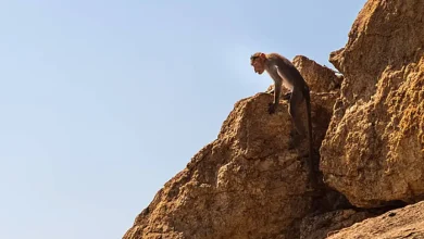 صورة قرد يتورط في جريمة قتل نواحي مدينة مراكش