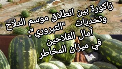 صورة زاكورة بين انطلاق موسم الدلاح وتحديات “التبروري”: آمال الفلاحين في ميزان المخاطر