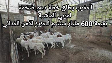 صورة المغرب يطلق خطة دعم ضخمة لمربي الماشية بقيمة 600 مليار سنتيم لتعزيز الأمن الغذائي