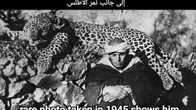 صورة السيد علي آيت حدو مولود ونمر الأطلس: صورة نادرة من قلب غابة تيليوين عام 1945