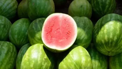 صورة تسجيل حالات تسمم غذائي بسبب فاكهة “الدلاح” بأسفي…