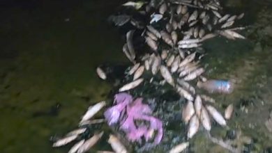 صورة نفوق كميات كبيرة من الأسماك بشاطئ الصابليط بالمحمدية يثير قلق السكان