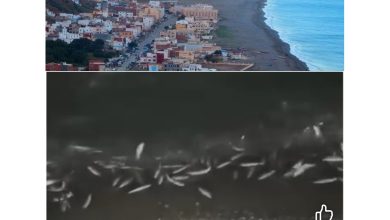 صورة شاطئ قاع أسراس يتحول إلى لوحة طبيعية ساحرة بتدفق أسراب الأسماك