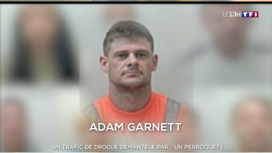 صورة ببغاء ناطق يساهم في فضح شبكة مخدرات بريطانية ويطور استراتيجيات مكافحة الجريمة المنظمة