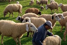 صورة ارتفاع أعداد القطيع الوطني للمواشي في المغرب مع تعليق الرسوم الجمركية والضرائب على الاستيراد لتعزيز القطاع