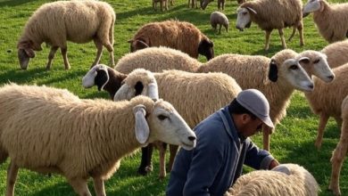 صورة ارتفاع أعداد القطيع الوطني للمواشي في المغرب مع تعليق الرسوم الجمركية والضرائب على الاستيراد لتعزيز القطاع