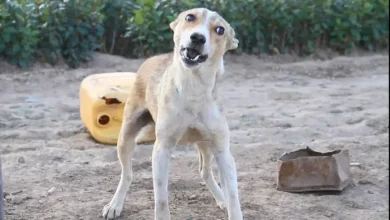 صورة كلاب ضالة تنهش رجلا مسنا وتزهق روحه أمام منزله بأكادير
