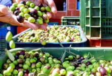 صورة هذه هي المناطق المنتجة لأجود أنواع زيت الزيتون حسب أصناف أشجار الزيتون المتواجدة بها