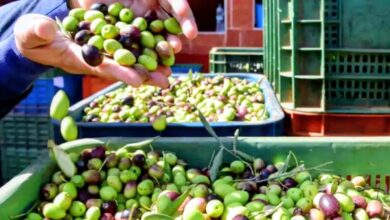 صورة هذه هي المناطق المنتجة لأجود أنواع زيت الزيتون حسب أصناف أشجار الزيتون المتواجدة بها