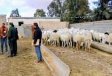 صورة برنامج إعادة تشكيل القطيع.. دعم مالي ضخم لكن هل يصل للجميع؟