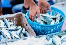 صورة قبل أيام من شهر رمضان… “سمك الفقراء” نادر في الأسواق وأسعاره تقفز لمستويات غير مسبوقة