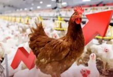 صورة نيران “المحروقات” و”العيد” تلهب أسعار الدواجن… الكيلوغرام يقفز لـ19 درهماً والمهنيون يتوقعون المزيد