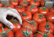 صورة روسيا تتلف شحنة طماطم مغربية بسبب “فيروس”