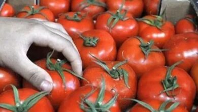 صورة روسيا تتلف شحنة طماطم مغربية بسبب “فيروس”