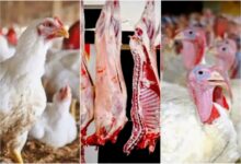 صورة مهنيون يتوقعون ارتفاع أسعار الدجاج الأبيض والديك الرومي قبل عيد الأضحى بأسابيع قليلة.