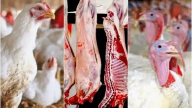 صورة مهنيون يتوقعون ارتفاع أسعار الدجاج الأبيض والديك الرومي قبل عيد الأضحى بأسابيع قليلة.
