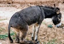 صورة الصويرة.. القضاء ينصف “حمارا” تعرض لاعتداء بفأس ويلزم المتهم بتعويض 3000 درهم