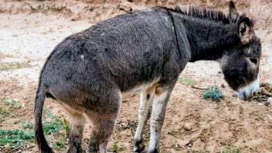صورة الصويرة.. القضاء ينصف “حمارا” تعرض لاعتداء بفأس ويلزم المتهم بتعويض 3000 درهم