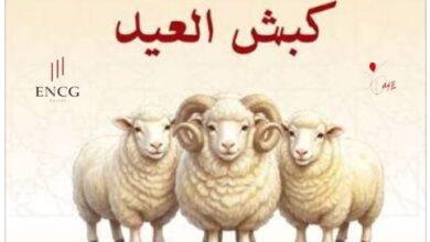 صورة نادي سيدايز يطلق النسخة الخامسة من مبادرة “توزيع الأضاحي” بمناسبة عيد الأضحى المبارك