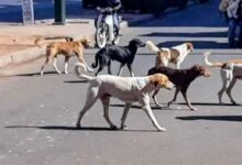 صورة فاجعة بطاطا… قطيع من الكلاب الضالة ينهي حياة خمسيني في هجوم مباغت.