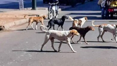صورة فاجعة بطاطا… قطيع من الكلاب الضالة ينهي حياة خمسيني في هجوم مباغت.