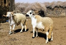 صورة أسعار الأضاحي تواصل التحليق عاليا خارج قدرة الأسر المغربية!