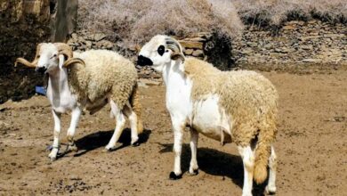 صورة أسعار الأضاحي تواصل التحليق عاليا خارج قدرة الأسر المغربية!