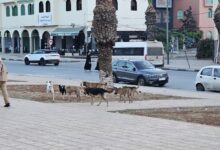 صورة انتشار الكلاب الضالة ببنسليمان: خوف يتربص بالساكنة وصمت يثير التساؤلات