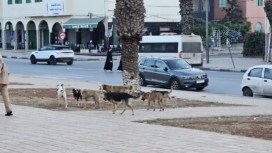صورة انتشار الكلاب الضالة ببنسليمان: خوف يتربص بالساكنة وصمت يثير التساؤلات